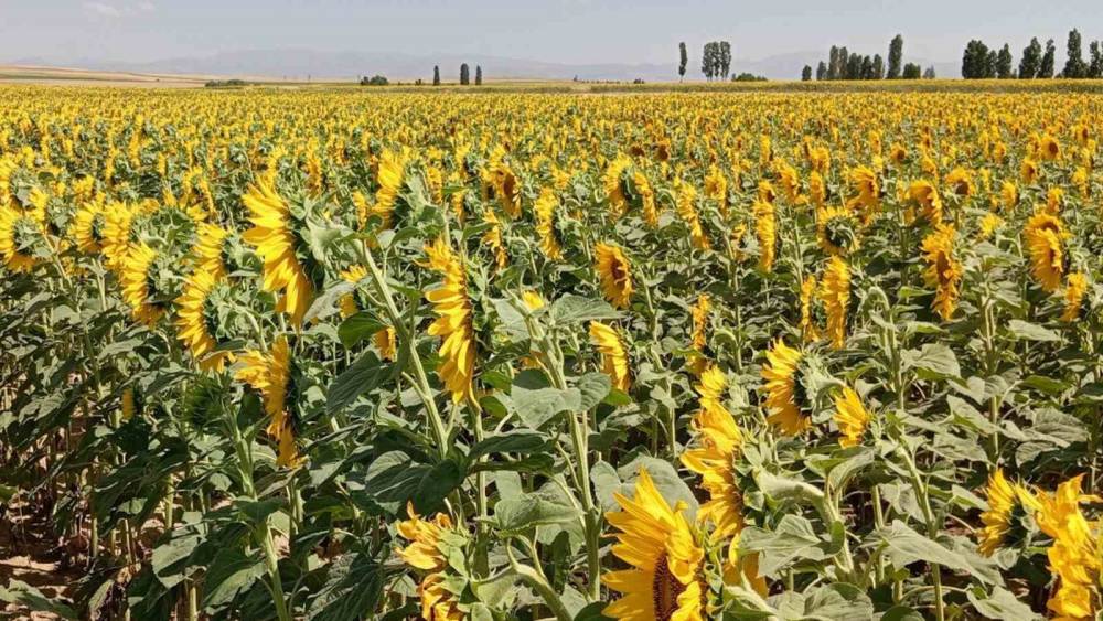 Söke’de buğday hasadı sonrası ayçiçeği ekimine destek