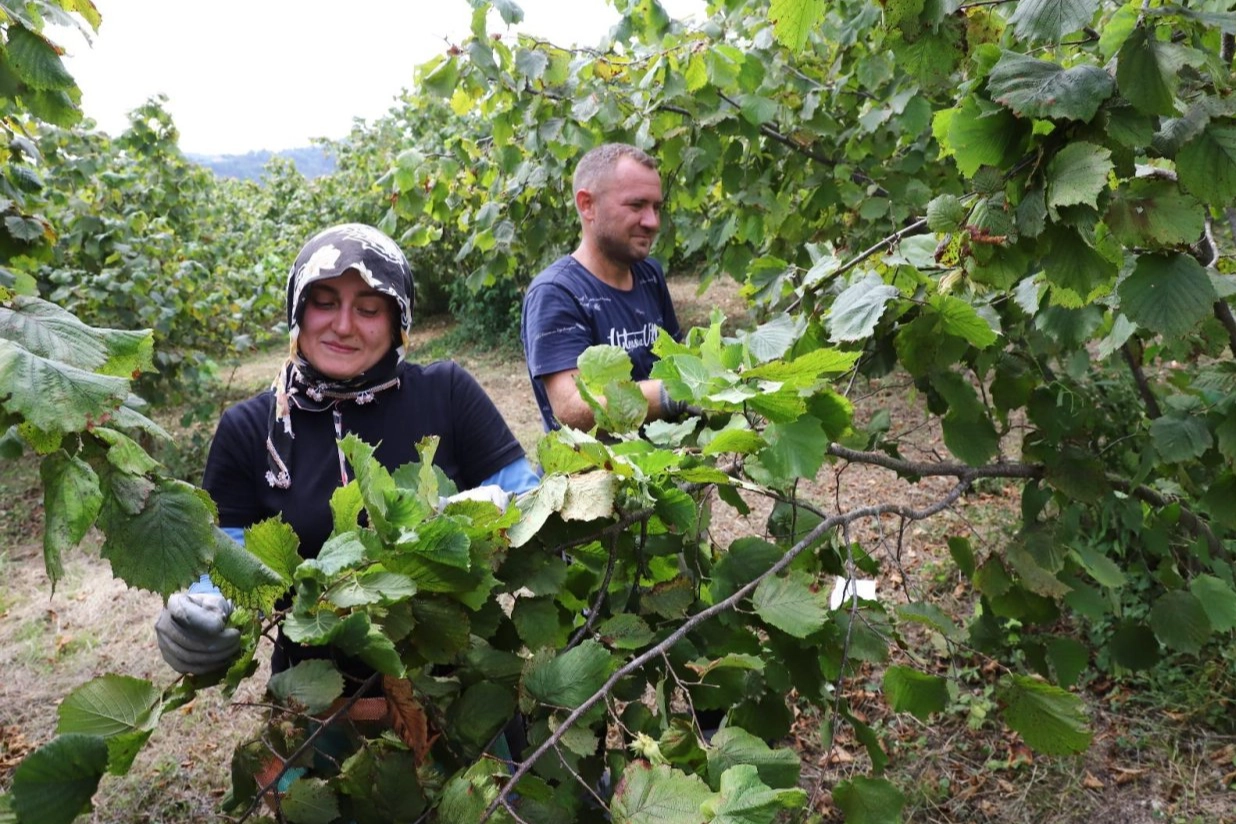 Ordu’da fındıkta işçi bulma sorunu çözülüyor