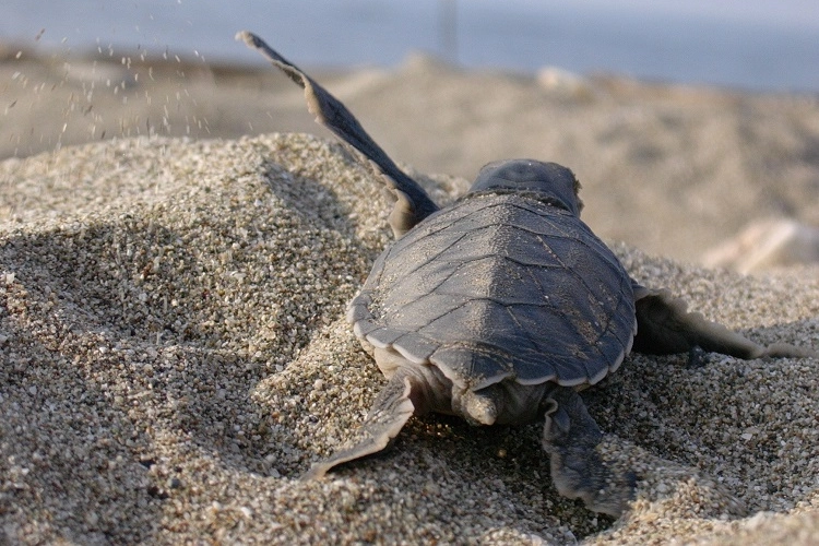 Mavi gönüllüleri, Caretta Caretta’ları denizle buluşturdu