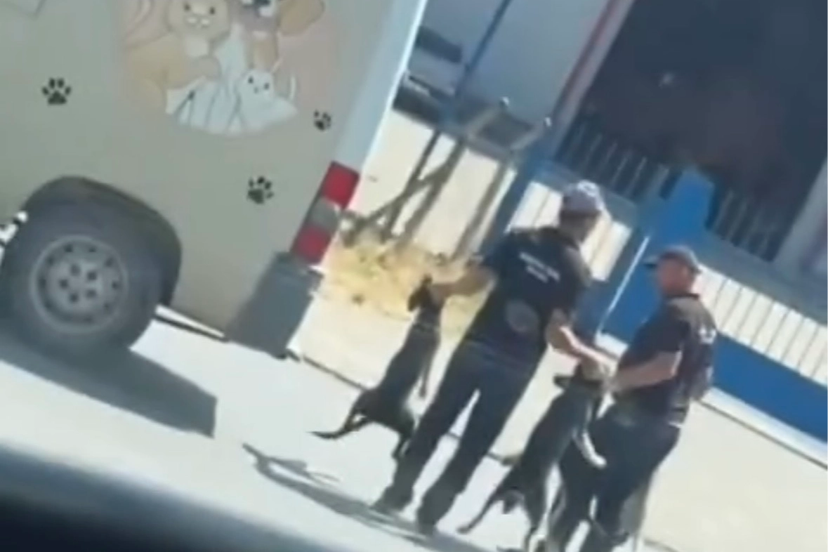 Sokak köpeklerinin toplanma görüntüleri tepki çekti!