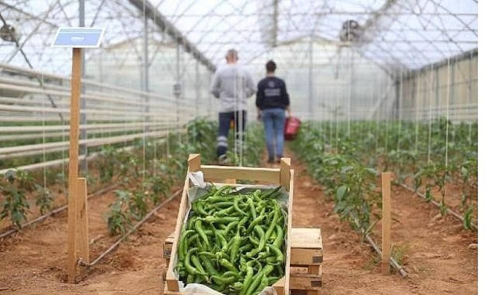 Başkan Çerçioğlu'nun Tarıma ve Üreticilere Destekleri Sürüyor