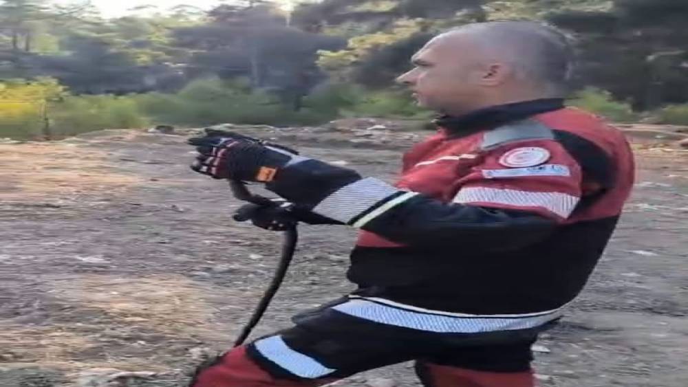 Hatay&rsquo;da Yerleşim Alanlarına Giren Yılanlar Doğaya Bırakıldı