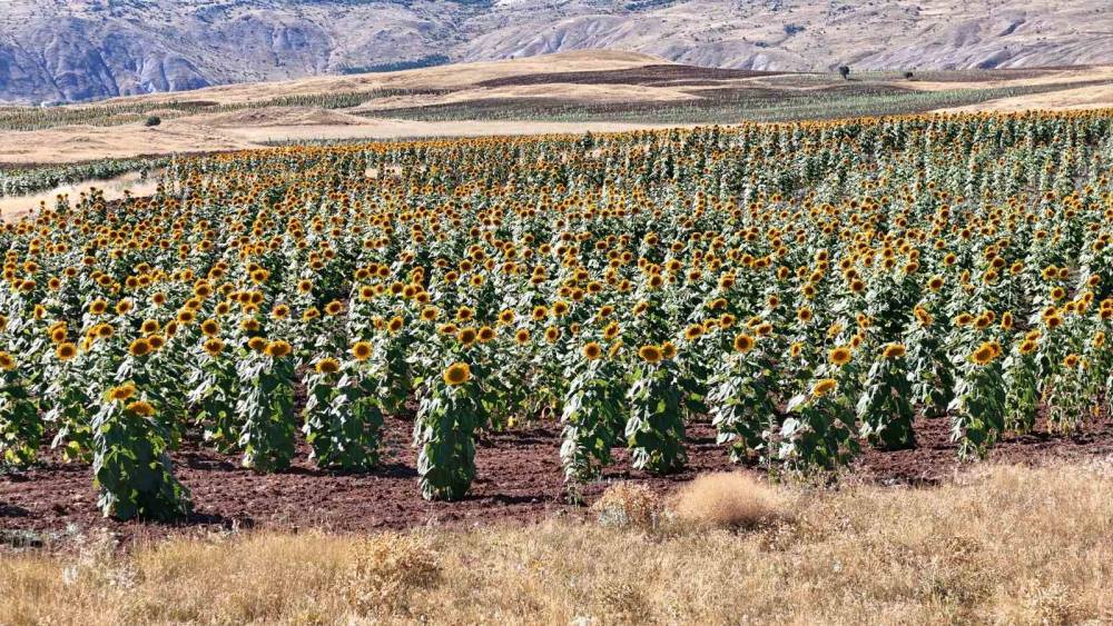 Sivas&rsquo;ta ay&ccedil;i&ccedil;eği ekim alanı 190 bin dekara &ccedil;ıktı