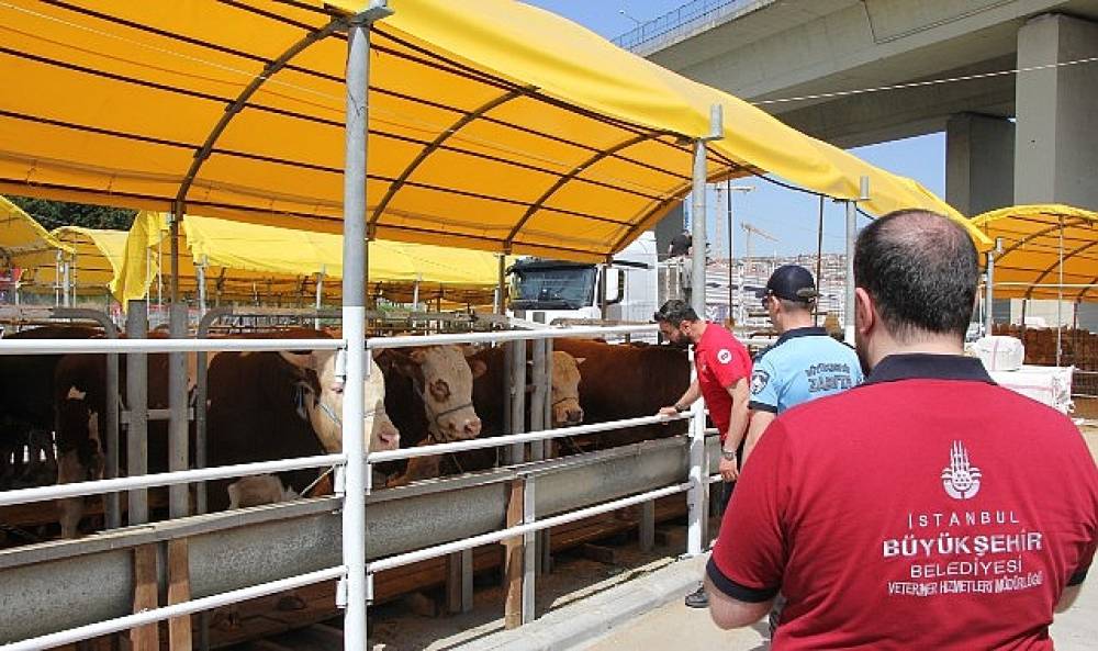 İstanbul'da Kurbanlık Denetimleri Başladı