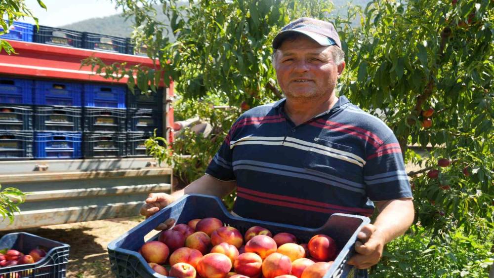 Bilecik&rsquo;te &uuml;reticiler d&uuml;ş&uuml;k şeftali ve nektarin fiyatlarından yakınıyor