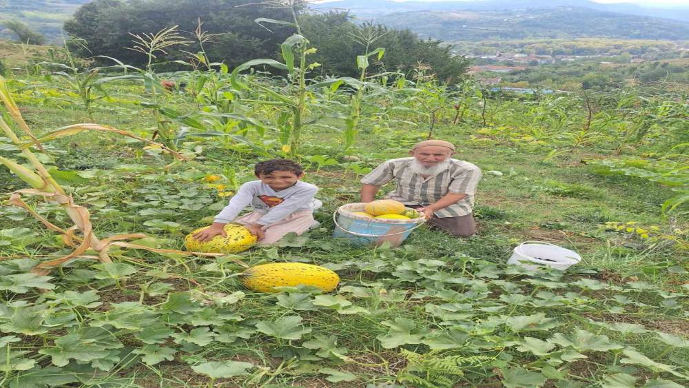 T&uuml;rkeli&rsquo;de iki d&ouml;n&uuml;ml&uuml;k alanda iri kavun ve karpuz yetiştirildi