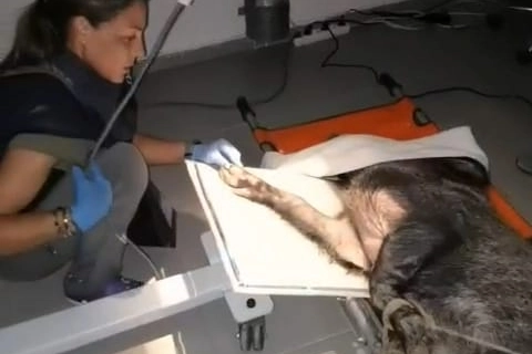 Yaralı domuz tedavi edildi ve doğaya salındı