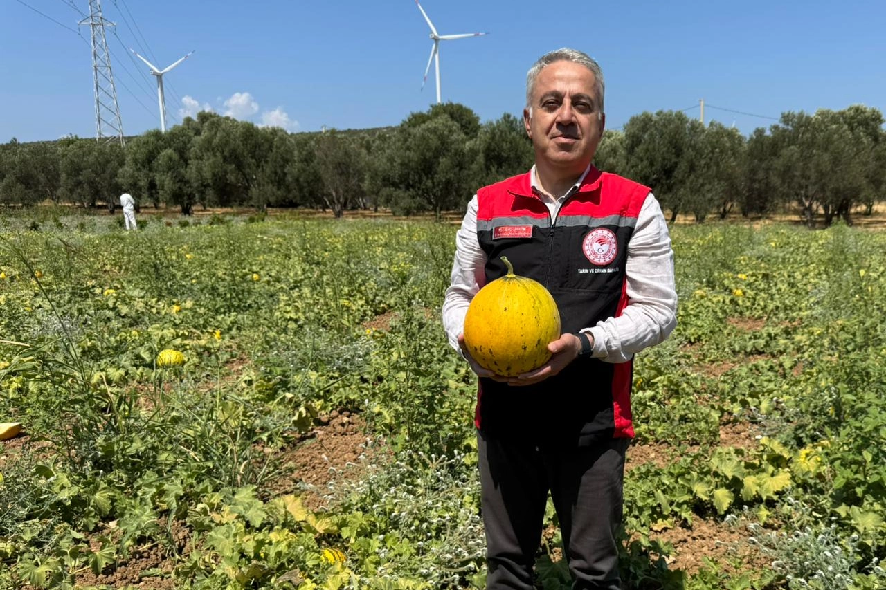 Tadı ve aromasıyla ünlü 'Çeşme Kavunu'nda hasat başladı