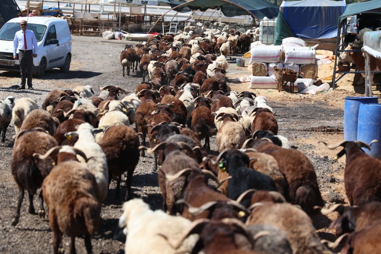 Karabağlar'da Kurban Bayramı öncesi örnek uygulama