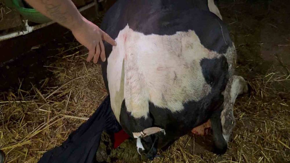Kaynarca&rsquo;da danaya y&ouml;nelik şiddet iddiasına soruşturma