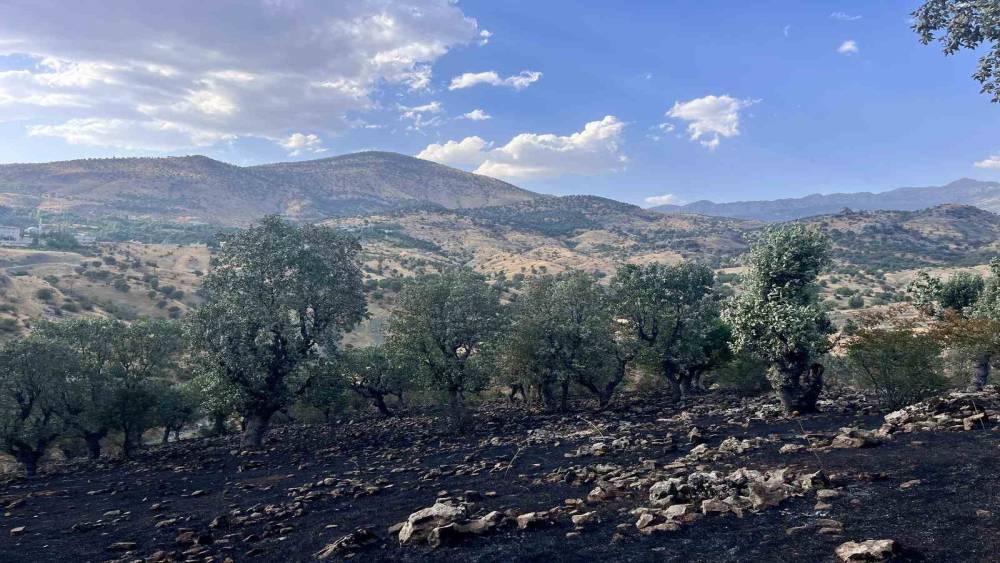 Siirt&rsquo;te beş noktada yangın: &Ccedil;amtaşı&rsquo;nda m&uuml;dahale s&uuml;r&uuml;yor