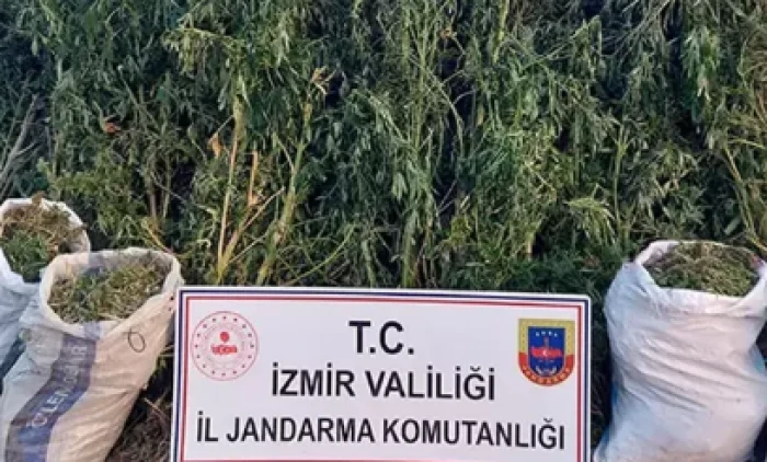 Beydağ’da jandarma operasyonu: 23 kök kenevir ele geçirildi