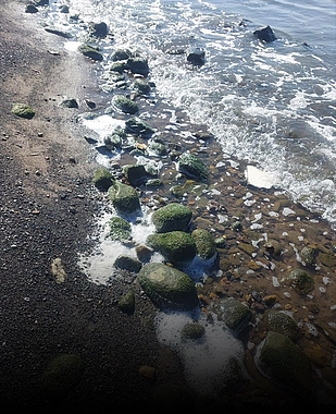 Dikili'de Çevre Katliamı: Arıtmasız Mandıra Atıkları Denize Boşaltıyor