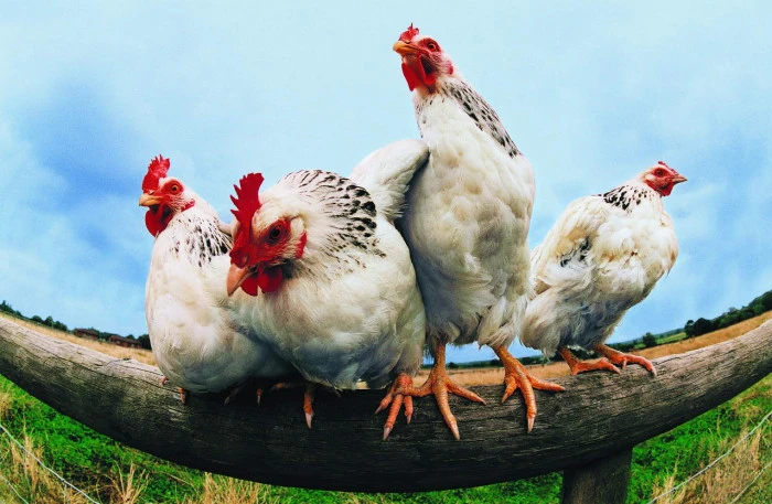 Kümes Hayvancılığı Üretimi, Mart 2025 verileri açıklandı