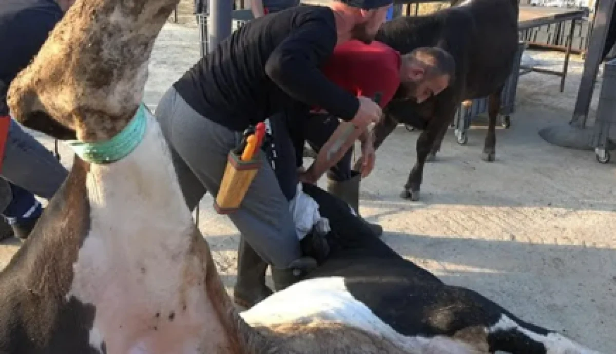 Kurban Kesiminde Hijyen Kurallarına Uymak Hayati: Uzmandan Uyarılar