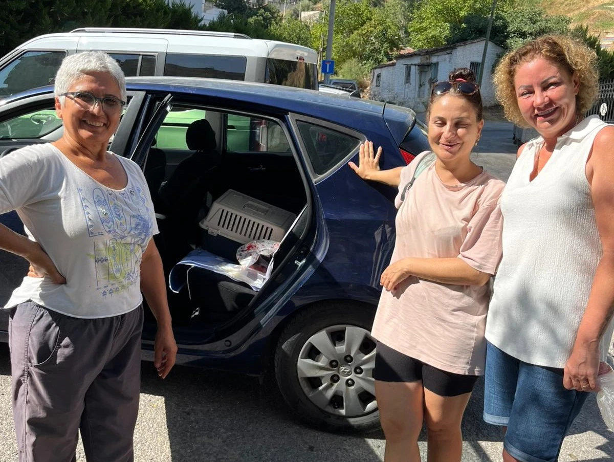 Narlıdere’de Sokak kedilerine kısırlaştırma