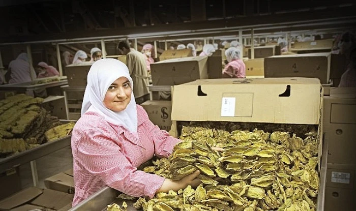 Tütün sektörü 7 yıl sonra ihracatta 1 milyar dolar sınırını aştı!